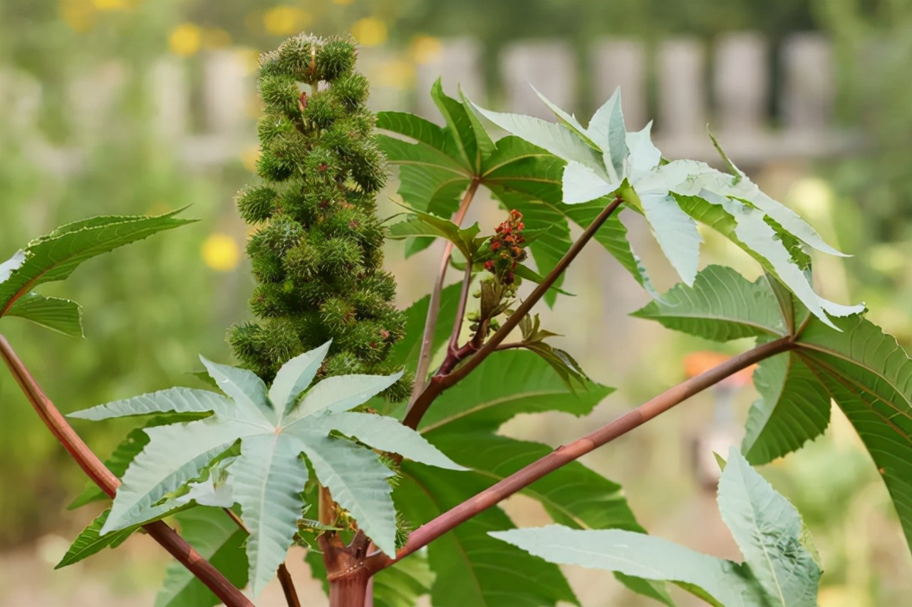 儿时随处可见的蓖麻，中国年需求40万吨，还被美国列为战略物资？