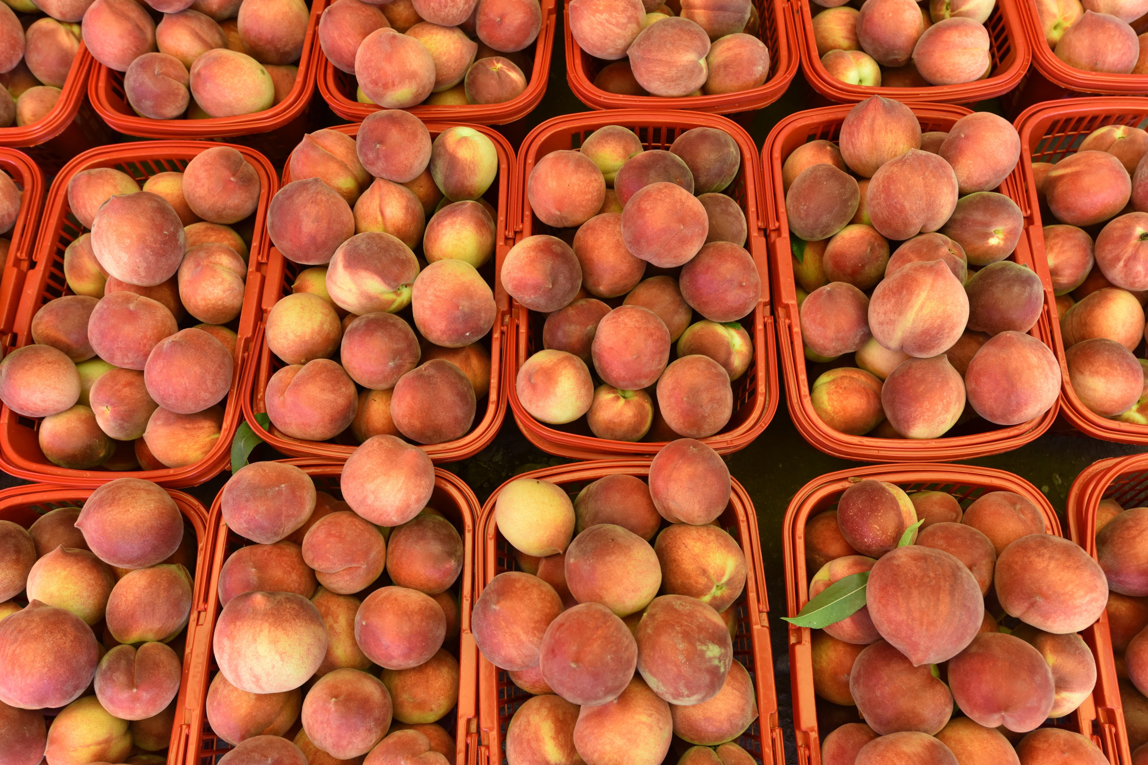 ��԰�ˣ�����ժ����