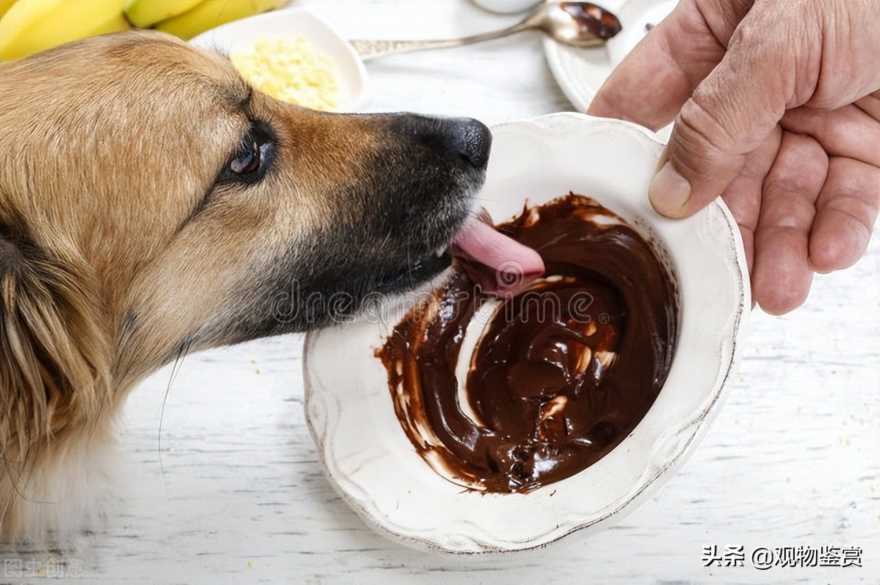 巧克力可以喂小狗吃吗(巧克力人可以轻松消化，小狗却不能吃，为什么小狗不能吃巧克力)