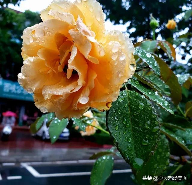 下雨的唯美图片