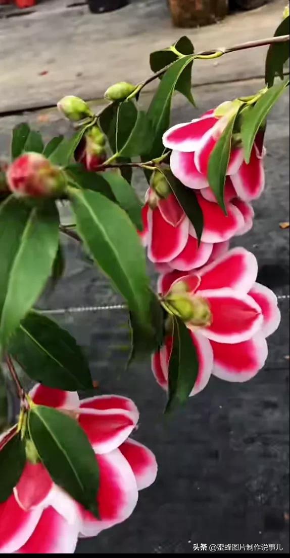 各种花卉植物，养在家里什么地方合适
