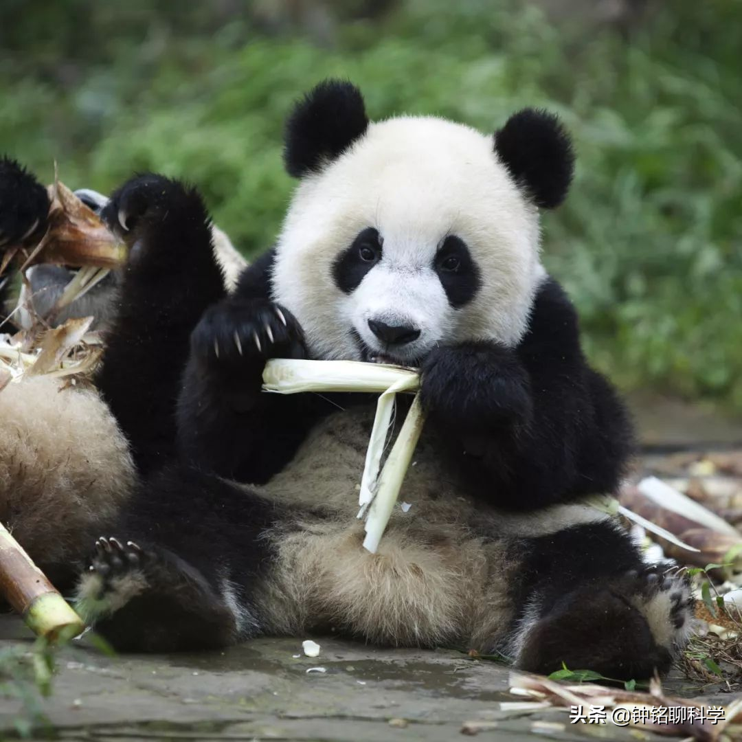 大熊猫吃肉,大熊猫吃肉吗为什么