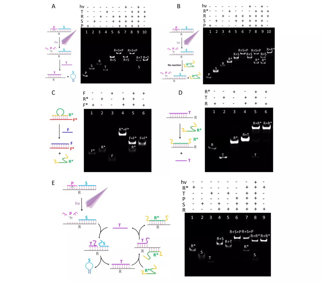 湖南大学研发新型DNA纳米机器,攻克靶标分子无法检测等难题