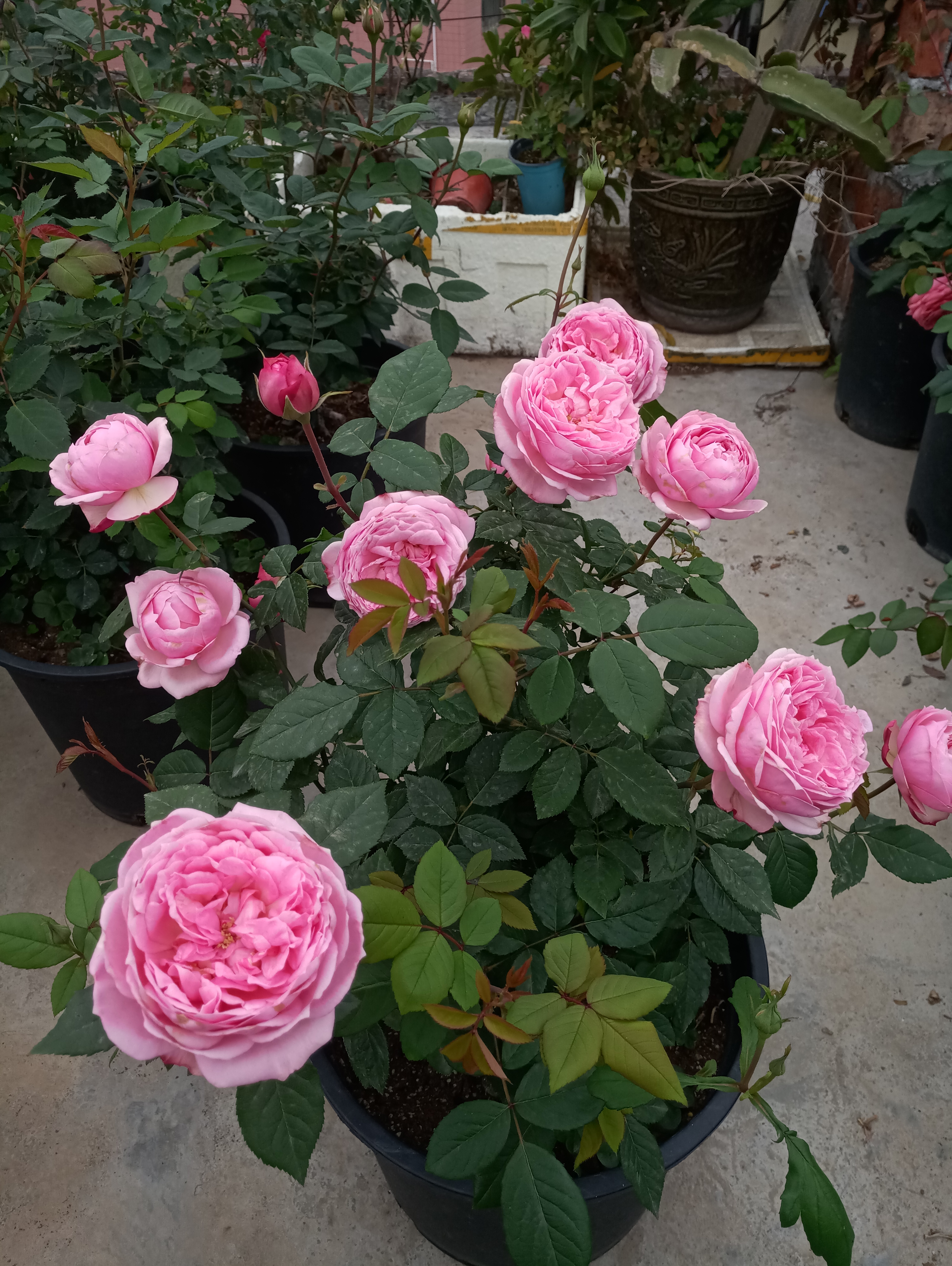 又耐阴又丰花的月季(适合阳台养的微型月季京)