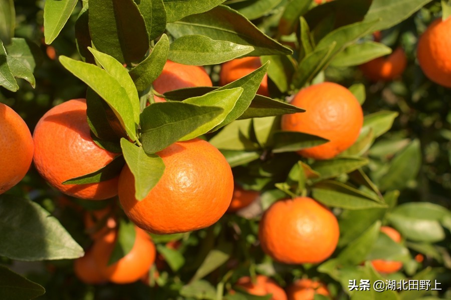 见证一个柑橘产业大村——鸦鹊岭镇云台村回访小记