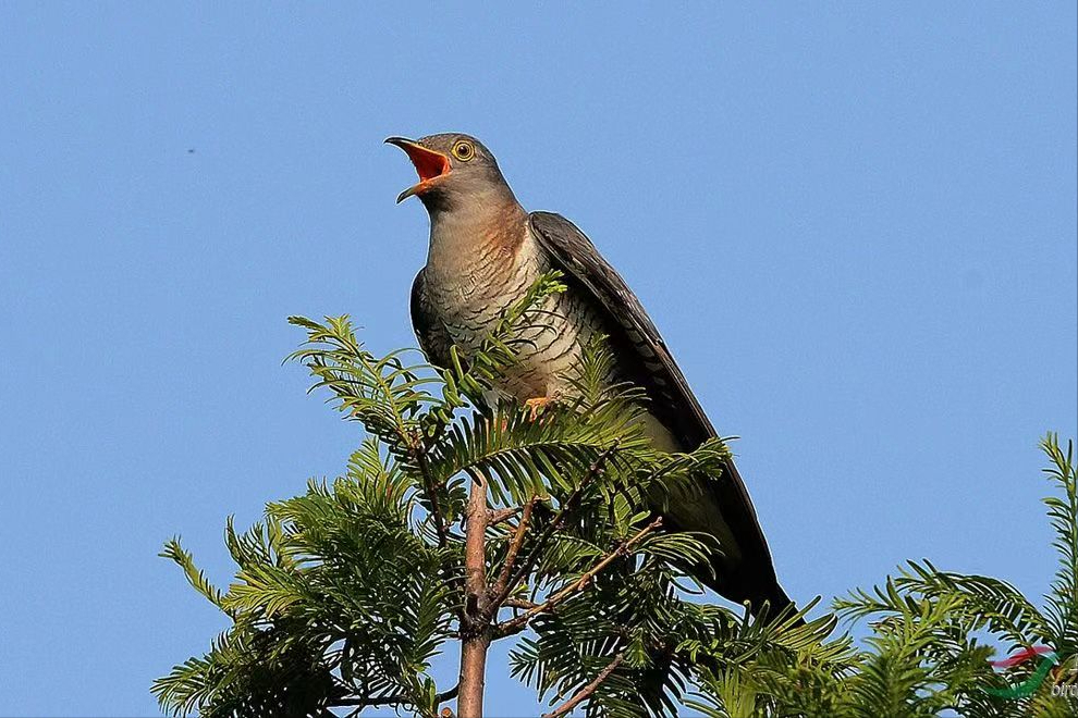 布谷鸟是什么鸟 布谷鸟的寓意和象征-文化号