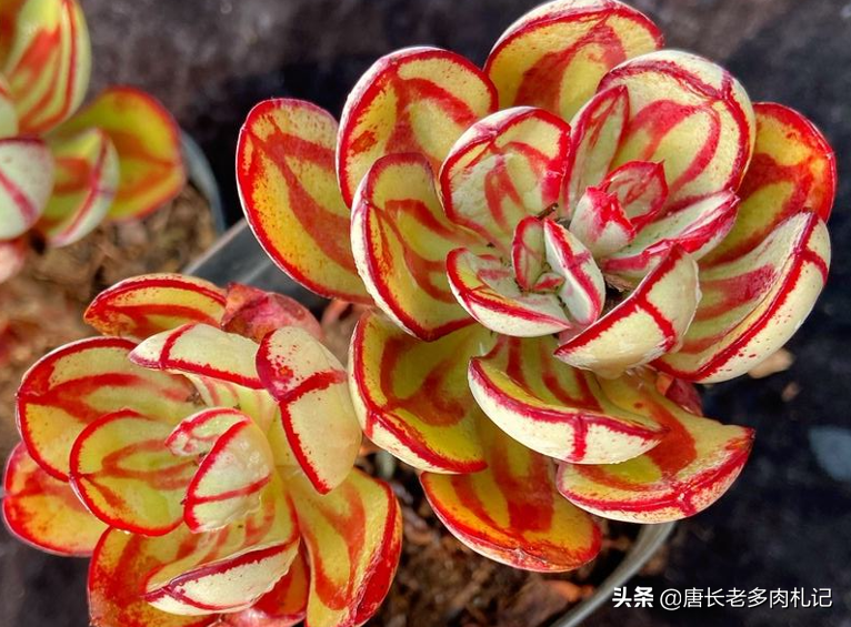 刚入坑的新手，不要错过这6款多肉，好养不说，冬天还能轻松变美