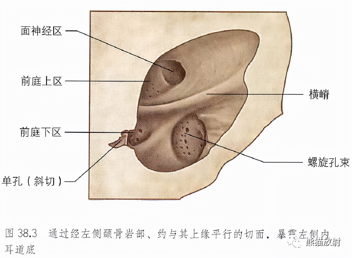 耳朵构造图解大全清晰（耳朵构造详细图）-第19张图片-科灵网