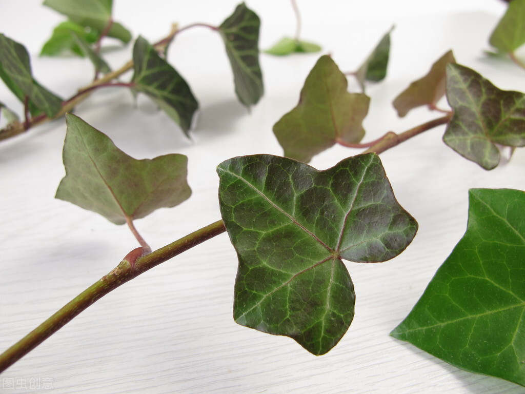 室内适合养殖的花卉植物（这7种绿植空气净化小能手）