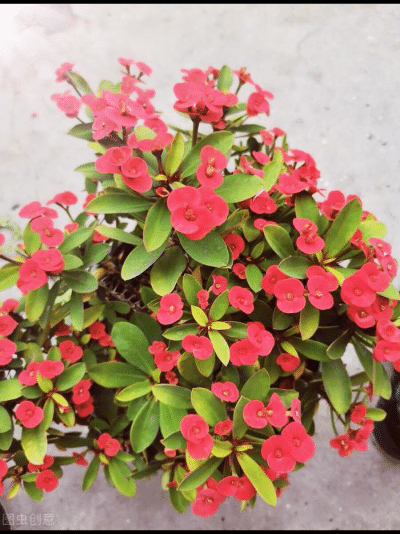 一花一世界，金牛辞旧迎虎来，鲜花带“虎”送祝福，新年幸福满满