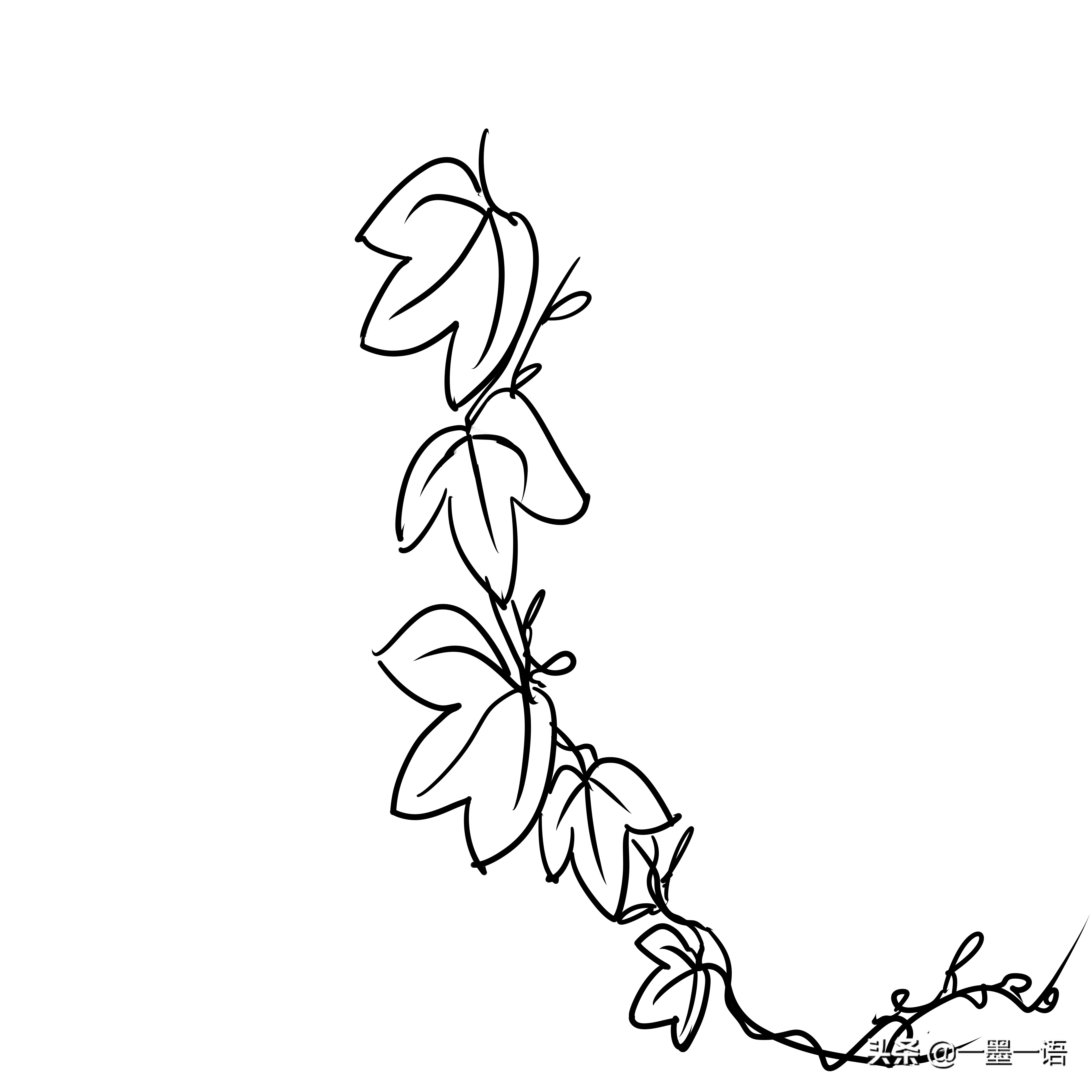 爬山虎简笔画(爬山虎简笔画最漂亮)