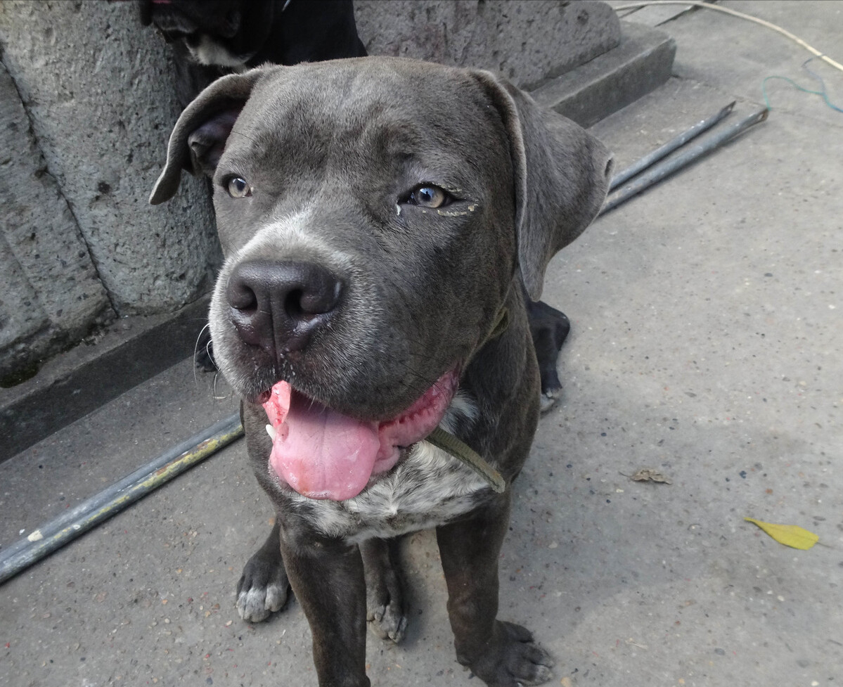 卡斯罗多少钱为什么养