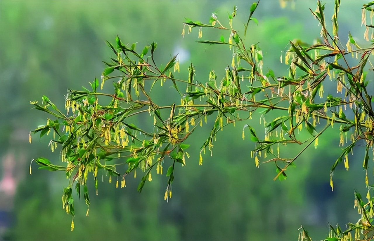 老话说“竹子开花，马上搬家”，竹子开花为什么要搬家？