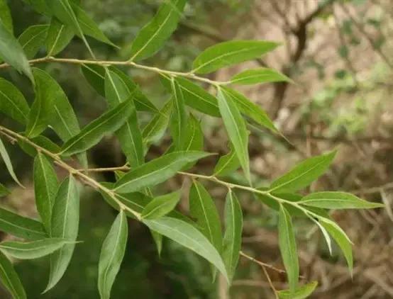 门前莫把杨树栽，树未发芽杨花开——柳树虽好，柳絮扰人