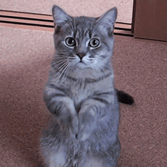 cba新赛季2022赛程表（2022-2023赛季CBA第二阶段比赛即将开战，辽粤收官焦点战）