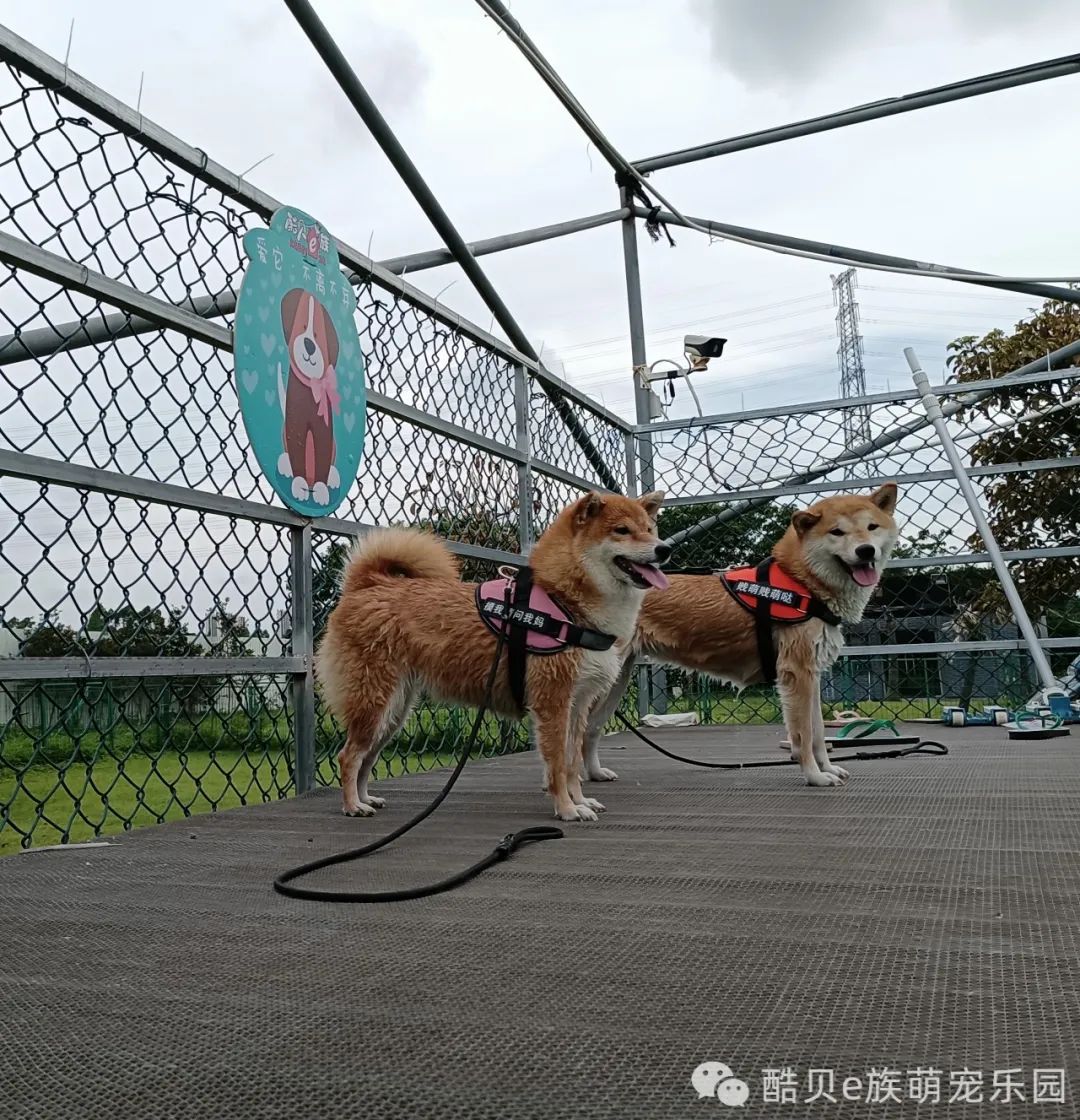 宠爱有家 夏日派对丨酷贝E族