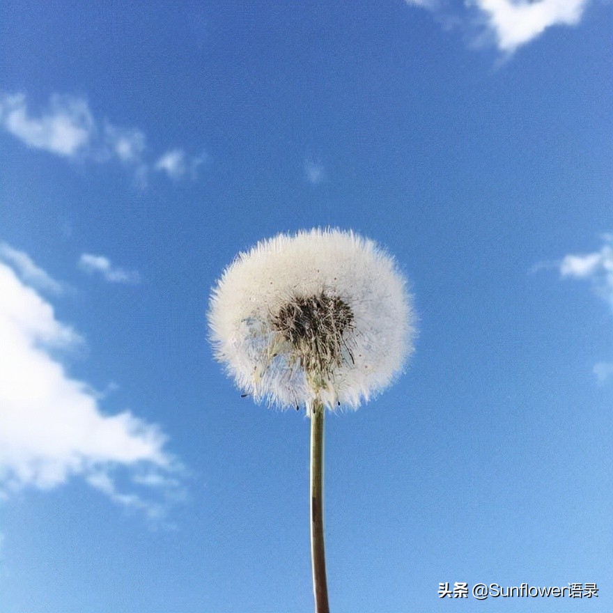 温暖人生的宝藏句子，宁静唯美，句句入心田