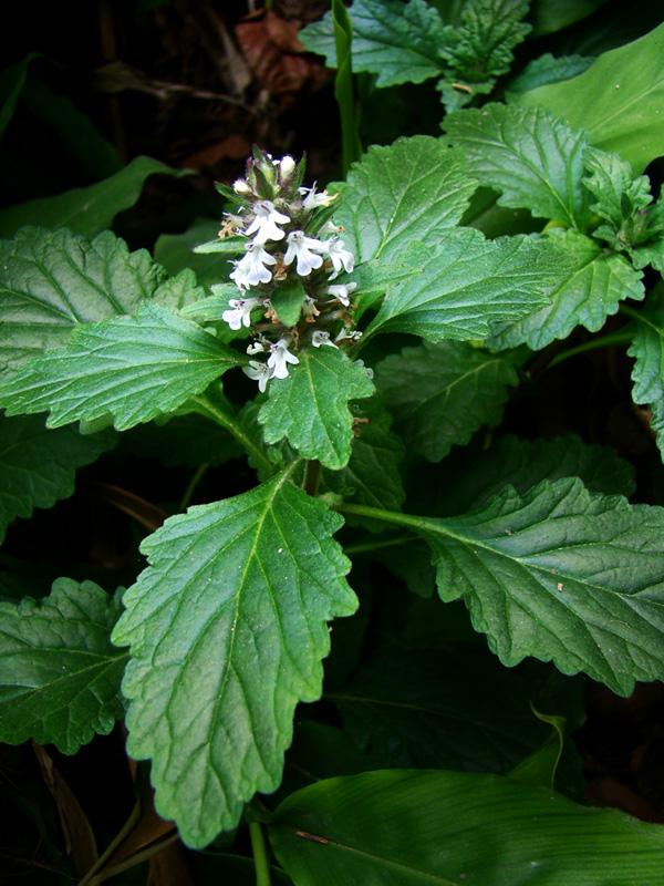 散血草的功效与作用(别名叫"散血草"的有哪些植物呢)