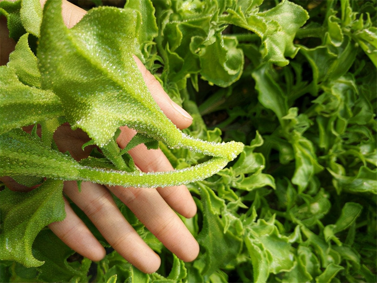 女博士江宇虹，放弃高管当农夫，年收入破亿！世界500强找她合作