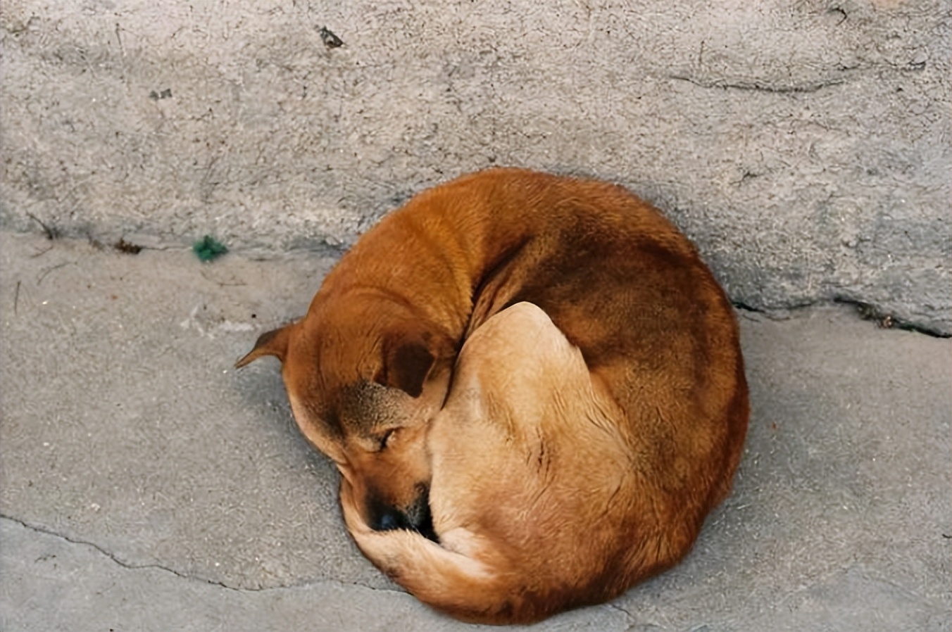 狗狗信任你的3种睡姿和不信任你的3种睡姿，你家的是哪种？
