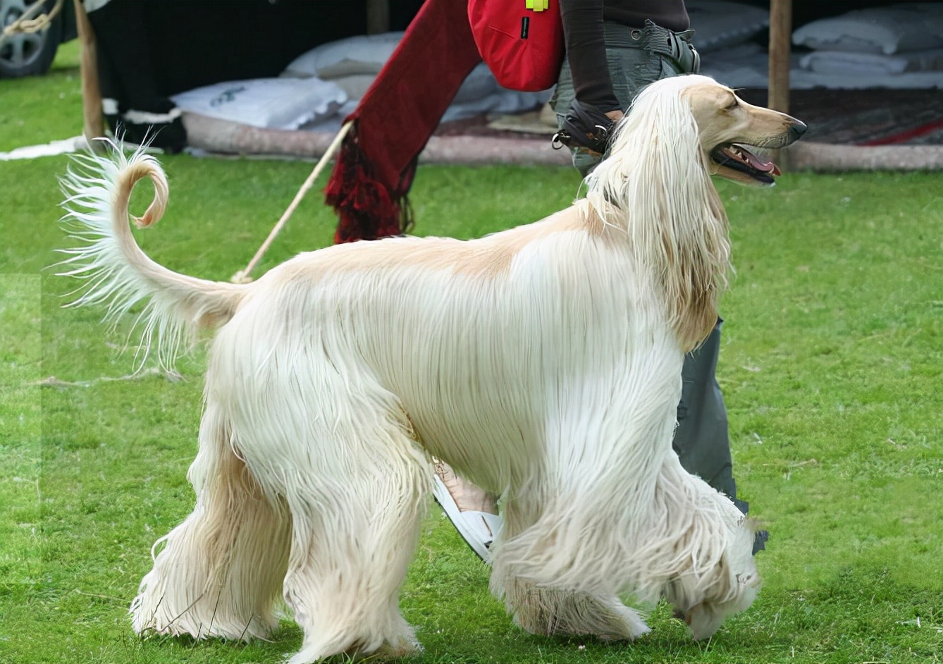 阿富汗牧羊犬价格图片