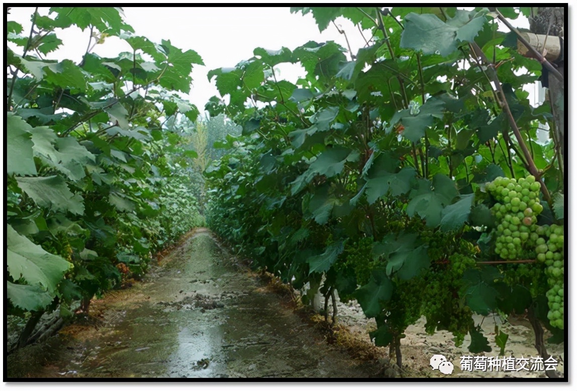 玫瑰香葡萄的种植技巧（麝香葡萄品种及栽培方法详细分解）