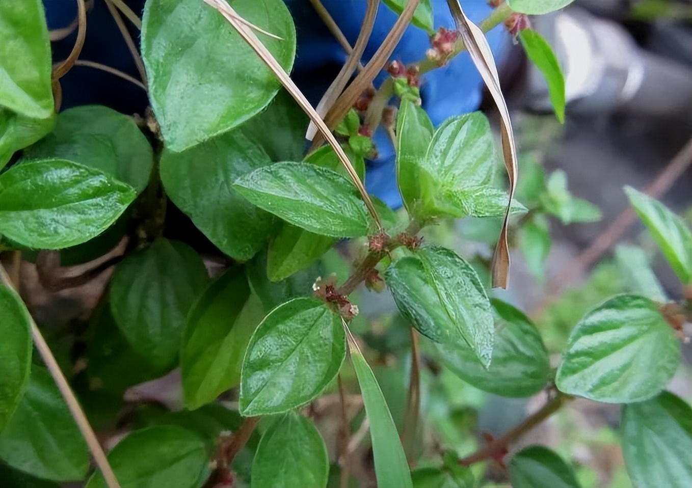 葛组词是什么 葛的组词有什么 - 风集网