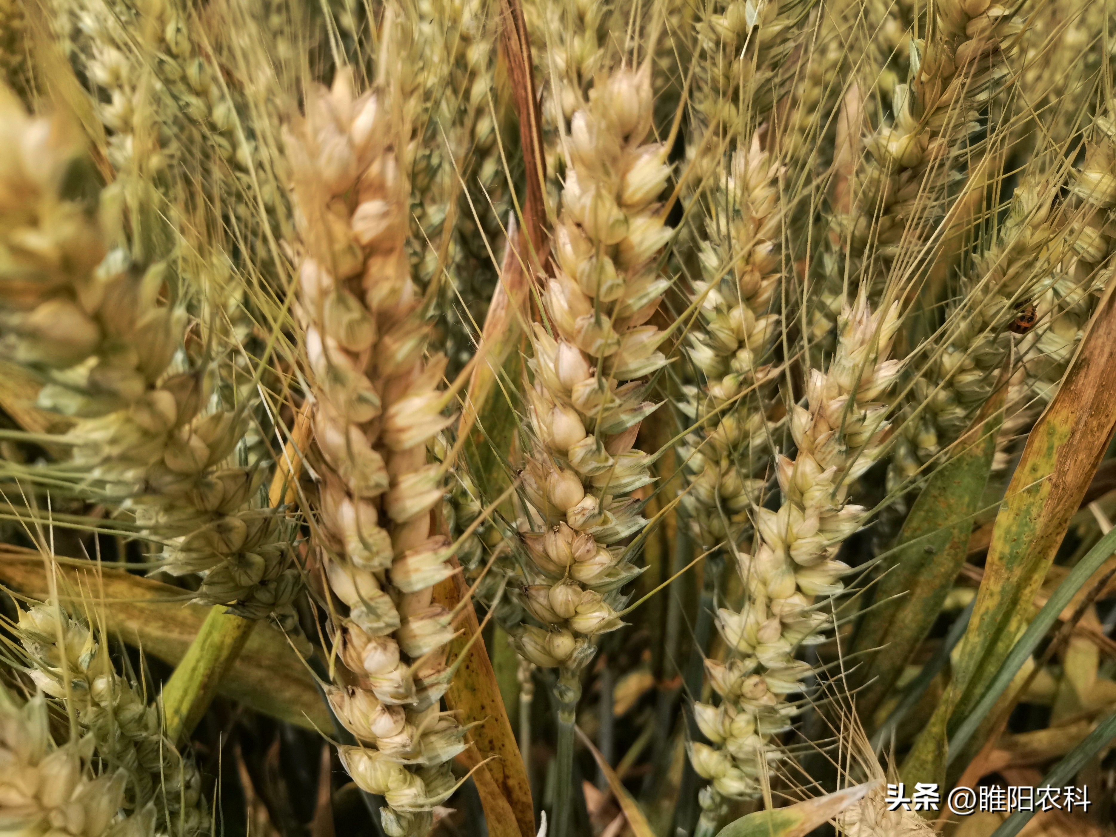 高产小麦种子排行榜（高产小麦种子排行榜前十）-第3张图片-昕阳网