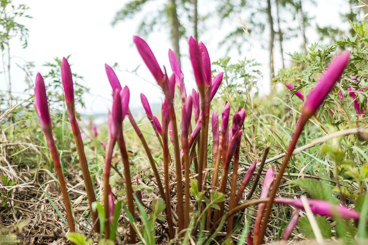 飞花令“兰”的诗句全集1000首古诗词句学生必背