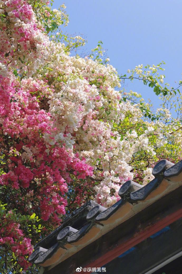 一大早，深圳氣溫已經沖上了20℃！“多云”加入群聊，冷空氣下周來串門，干燥仍是主旋律