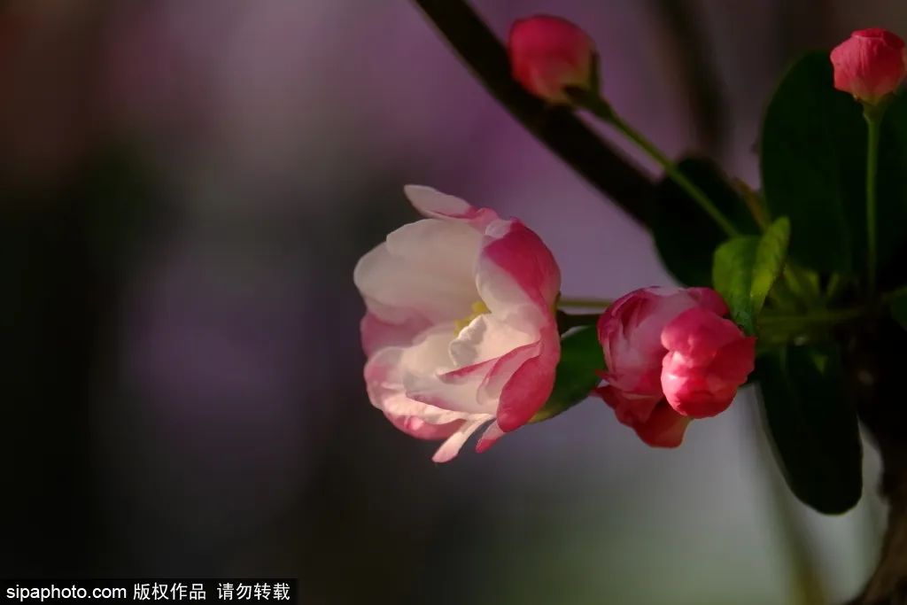 北京海棠花什么时候开（北京海棠花期多久）-第8张图片-华展网