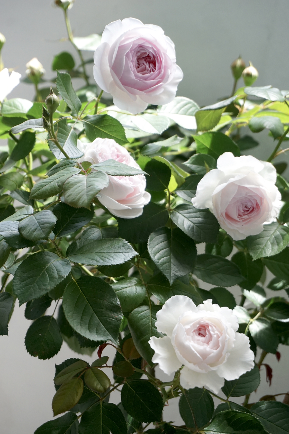 公爵夫人月季(月季花的基本信息及养护方法)-735网