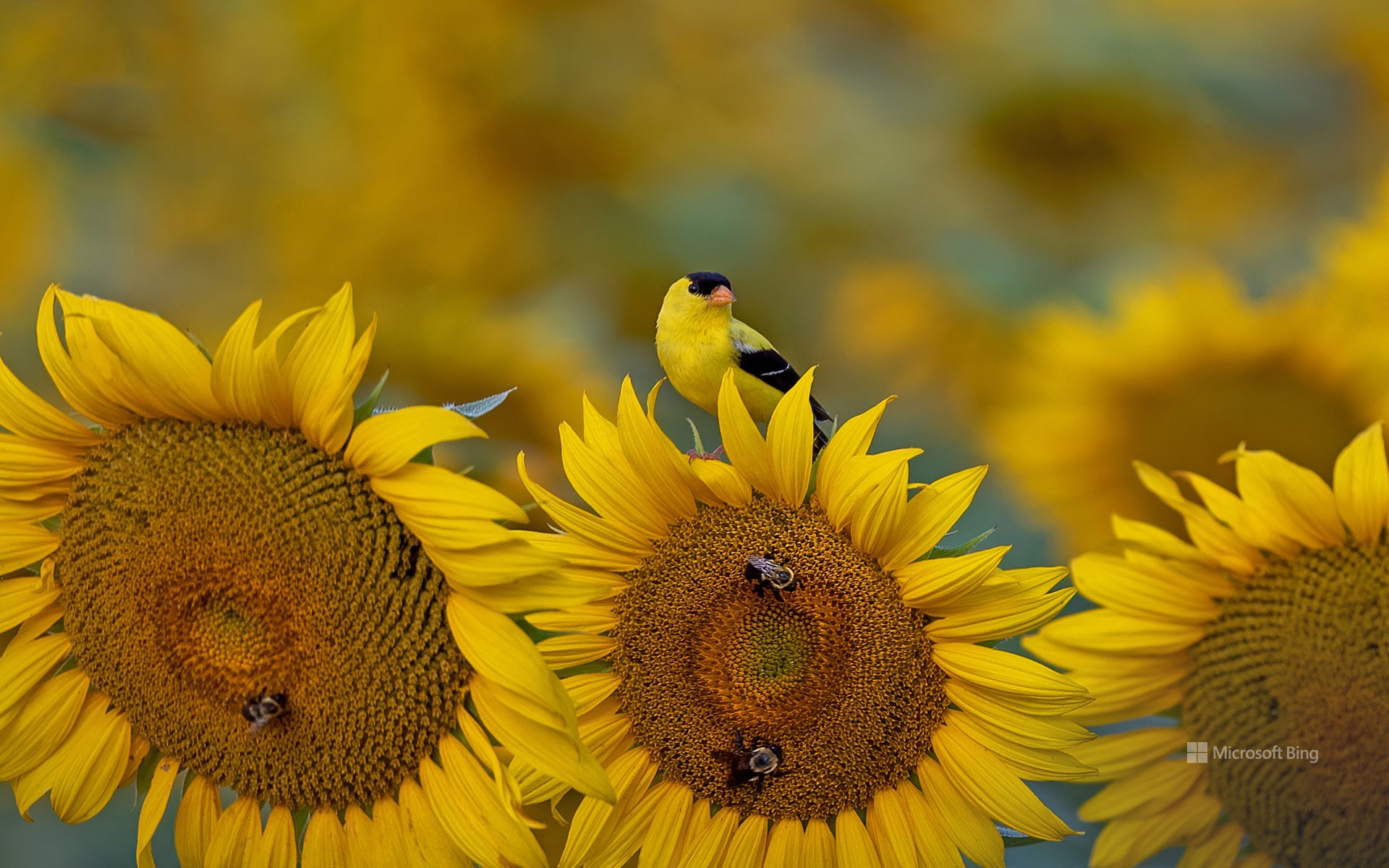 一个高度可伸缩、多租户、运行状态可视化的服务编排平台