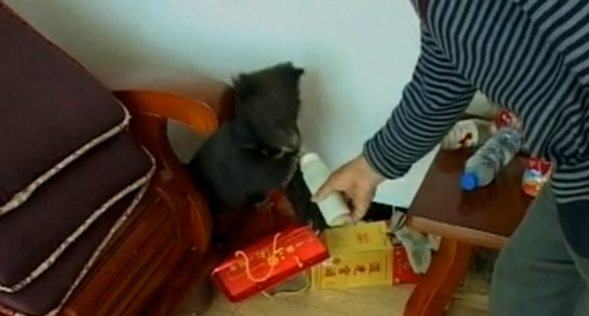 2010年辽宁农妇收留黑熊“弃婴”，当成孙子养，驯养得温顺可爱