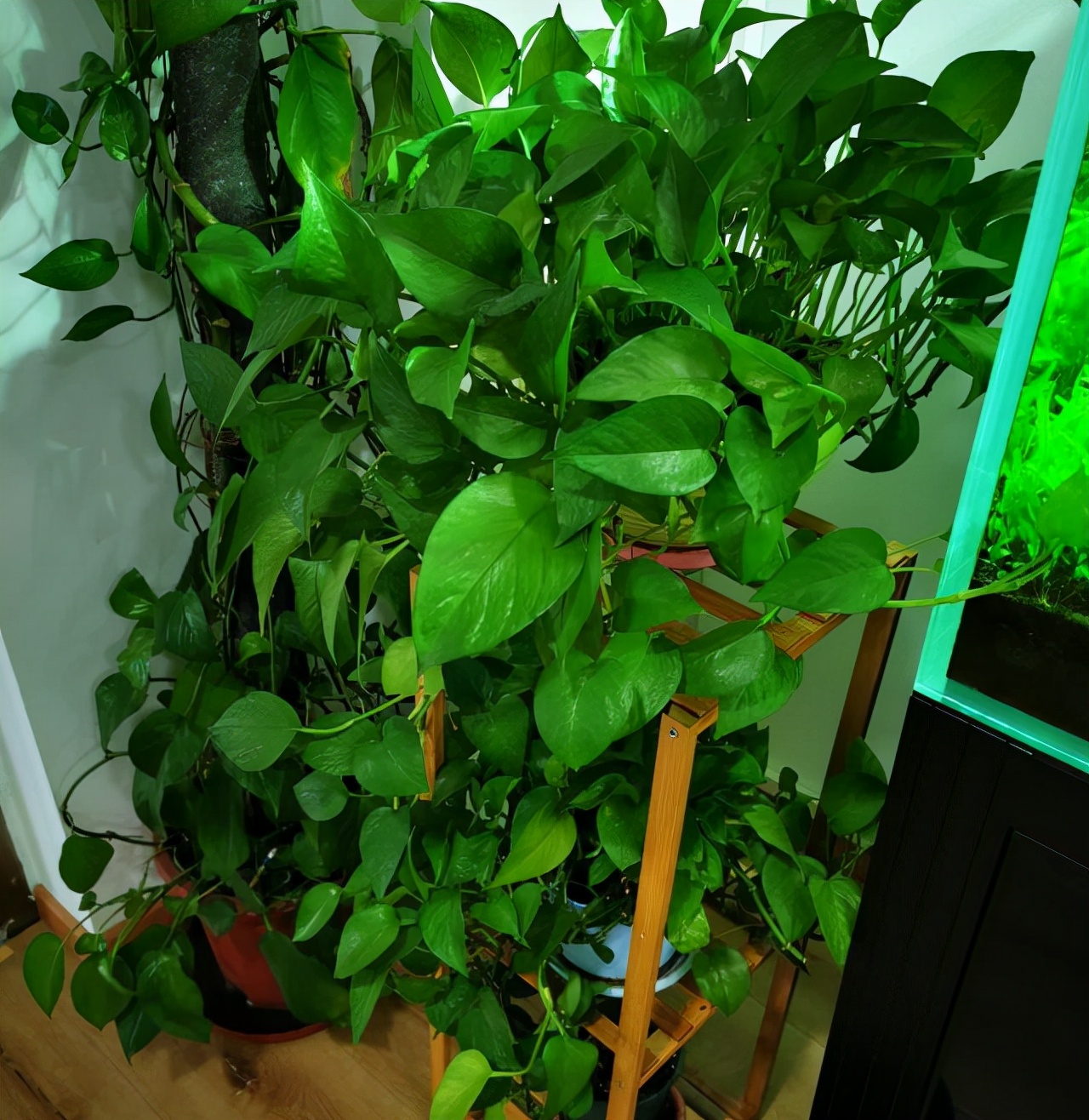 除甲醛排名前十植物（盘点3种被称作甲醛克星的常见绿植）