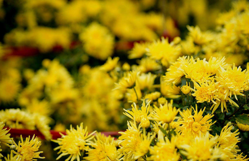 侯庆红 | 赏花庭院意难休 几时消尽万千愁（原创诗词十三首）