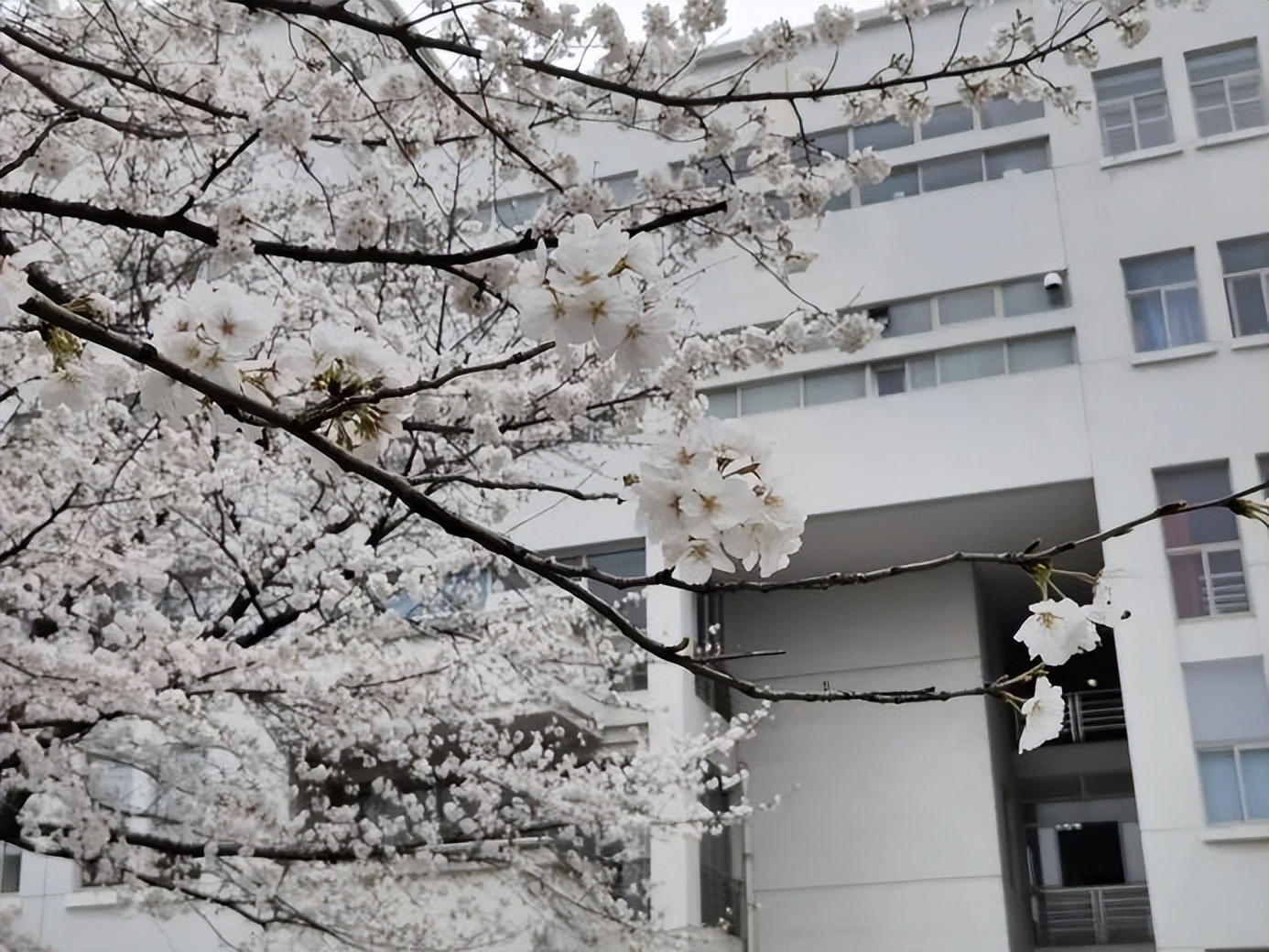 盛产学霸，实力一流！上海“双一流”：同学院42人集体升学名校深造！