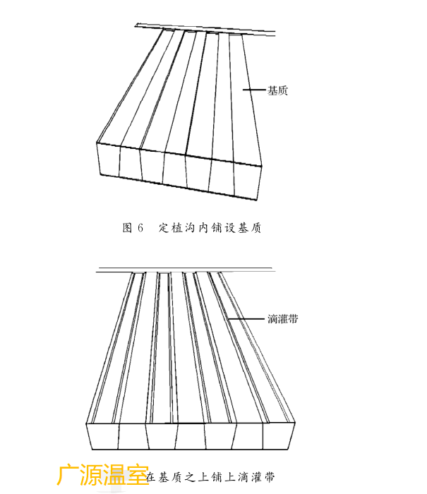 分享南疆地区经济实用的大棚沙培番茄种植技术