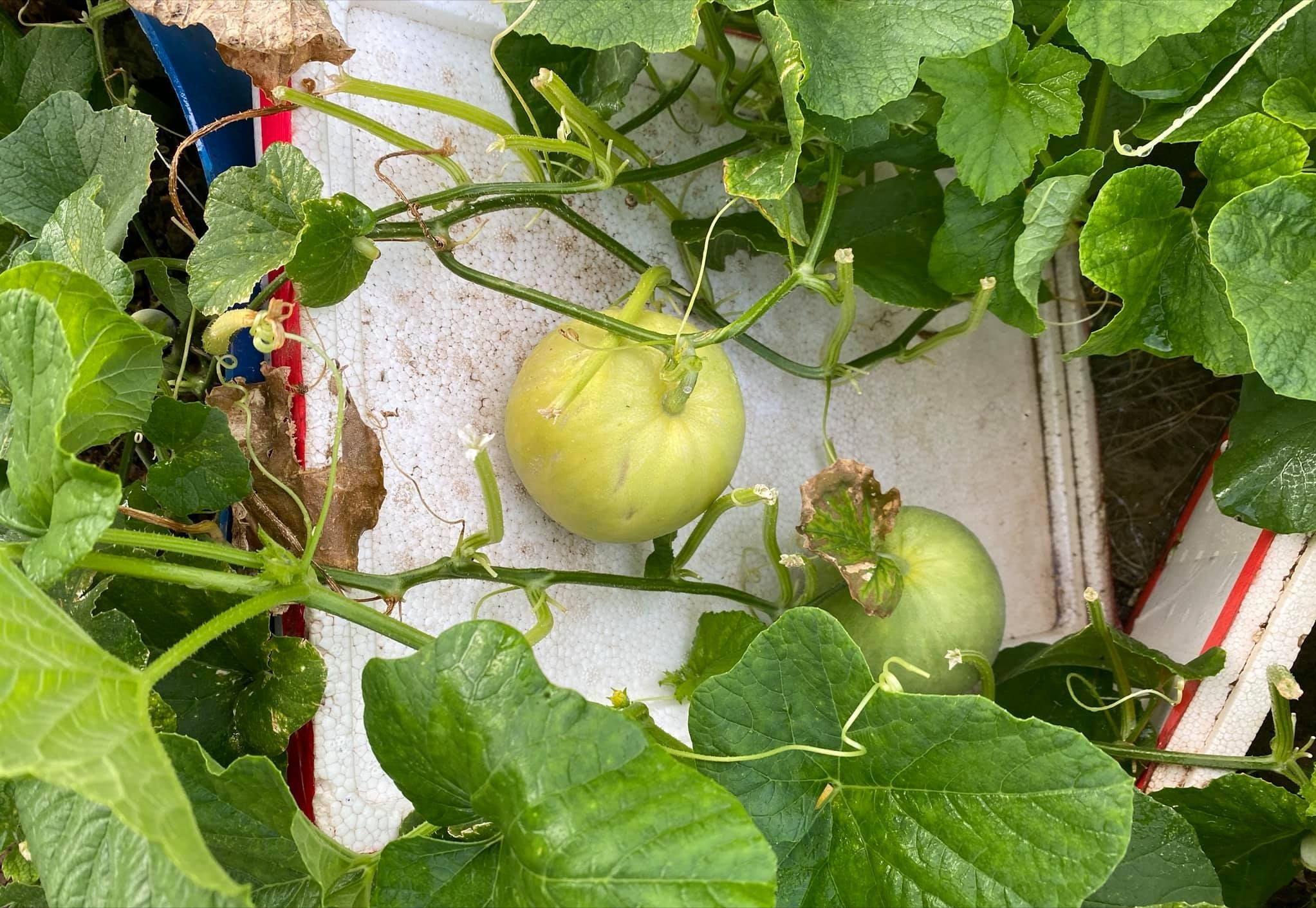 女厂长利用100平方米露台，投资3000块钱，种植了各种干净蔬菜