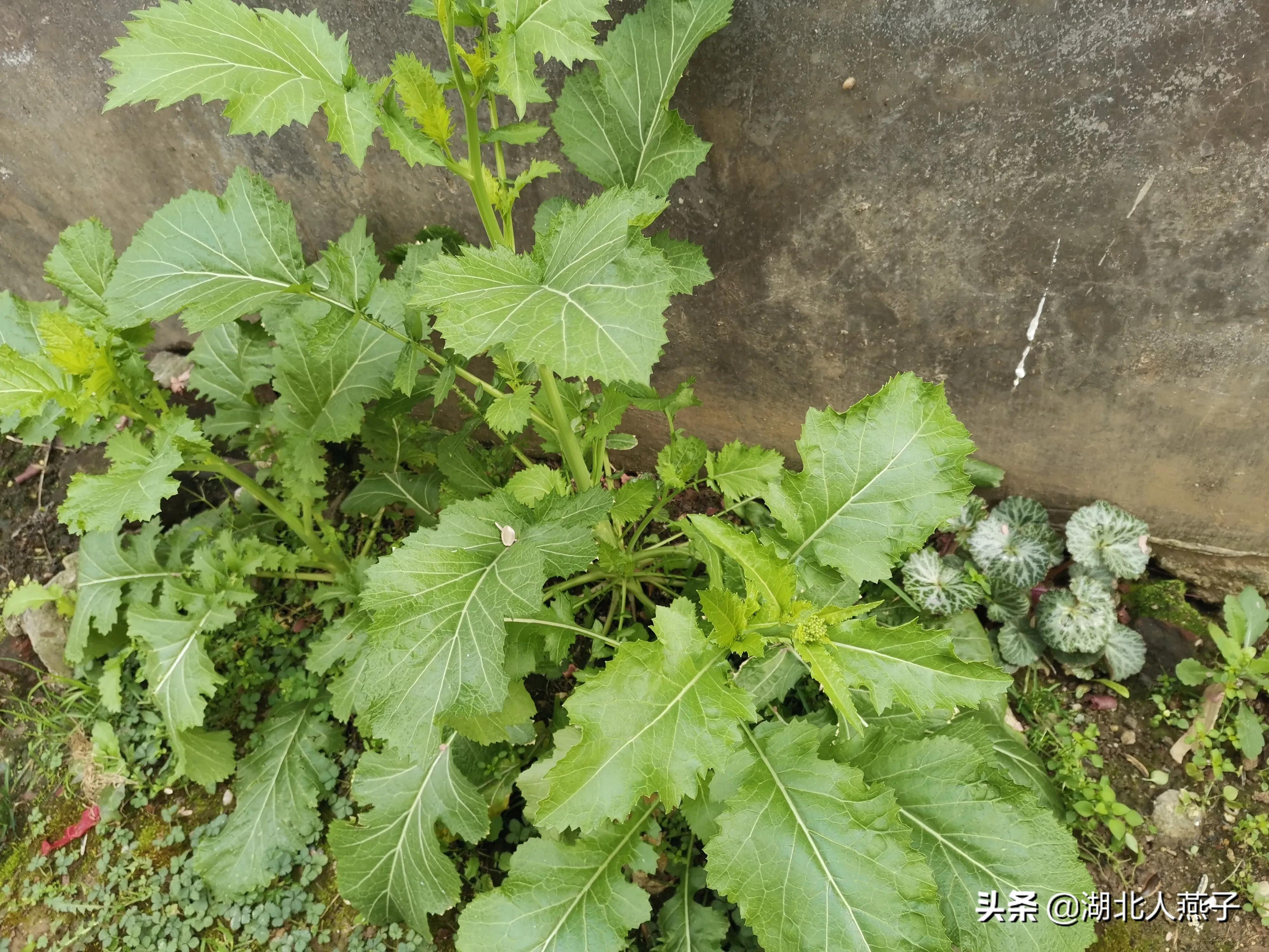 早春想尝鲜?这12种春季野菜不要错过,过了这个季节就要等一年