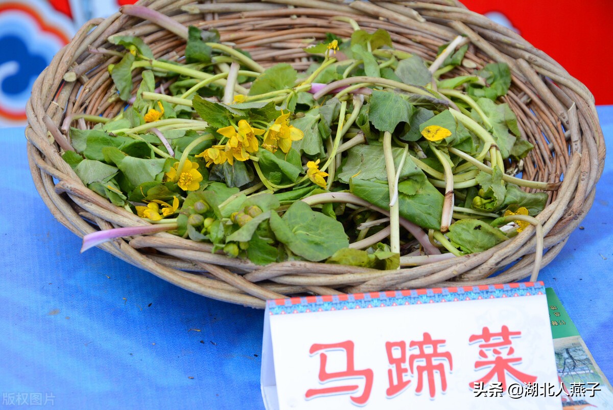 春天挖野菜，送你56种野菜大图片，带你见识不同的野菜和吃法