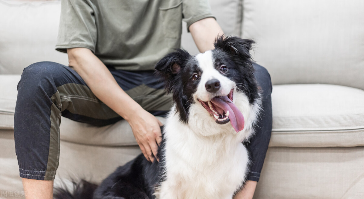 边牧犬的优缺点,看完你能接受吗?