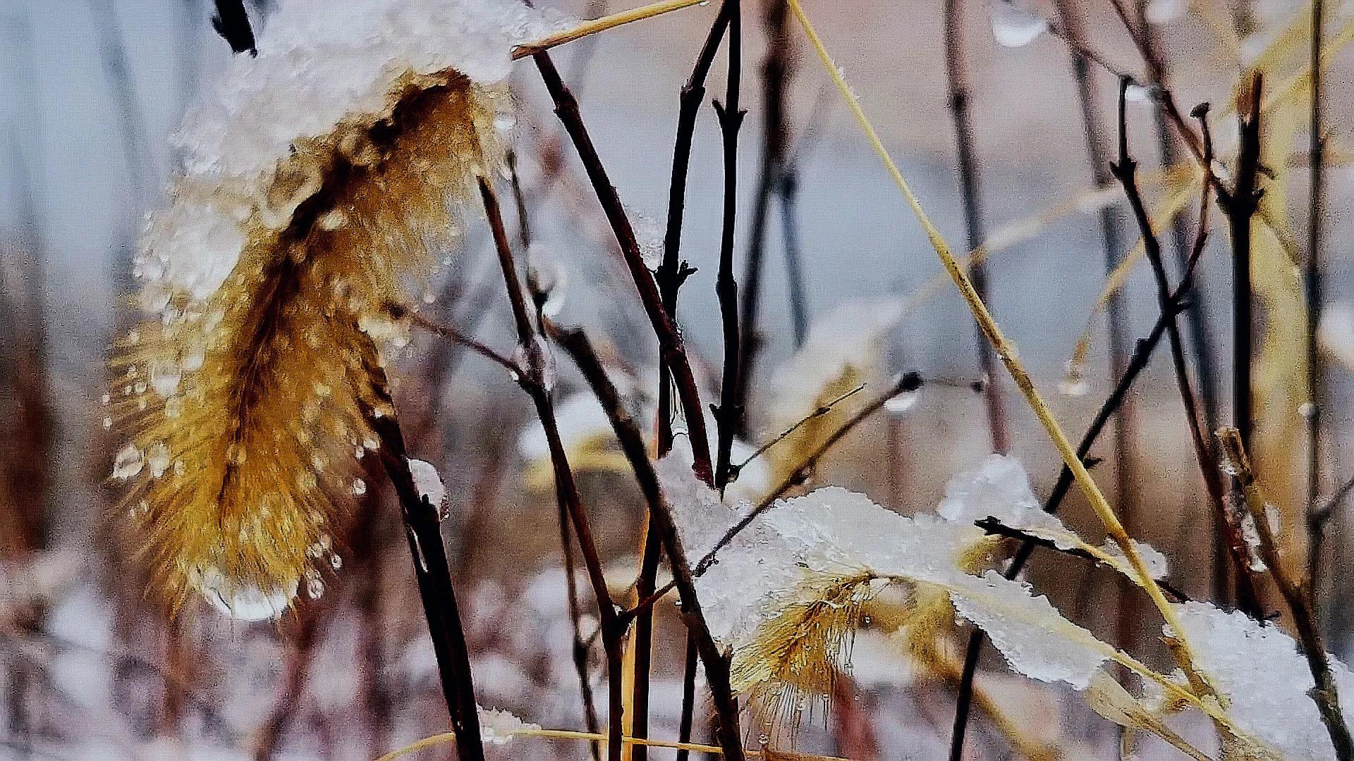 三月春雪静美，湖畔一步一深喜