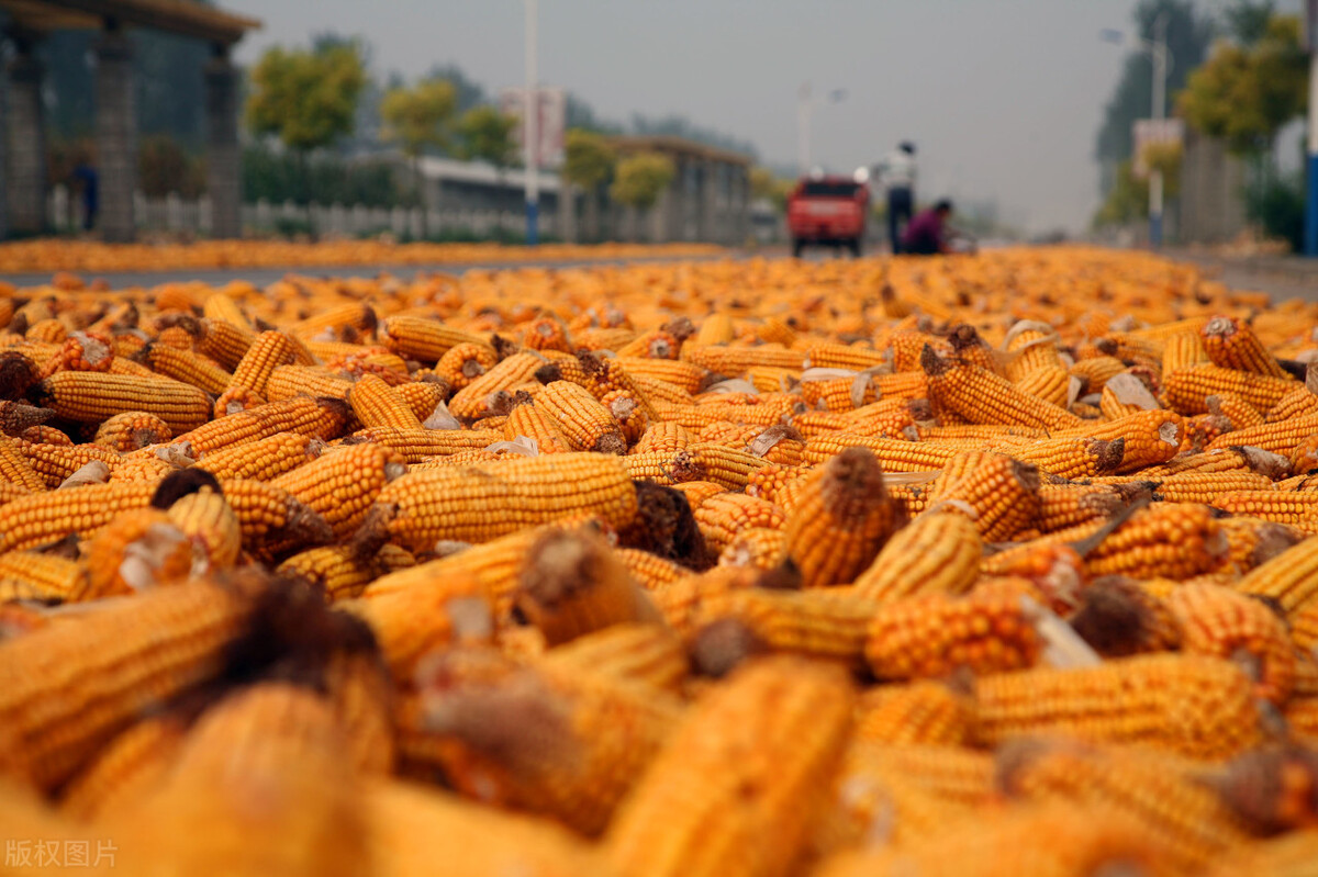 12月2日国内各地玉米价格发布
