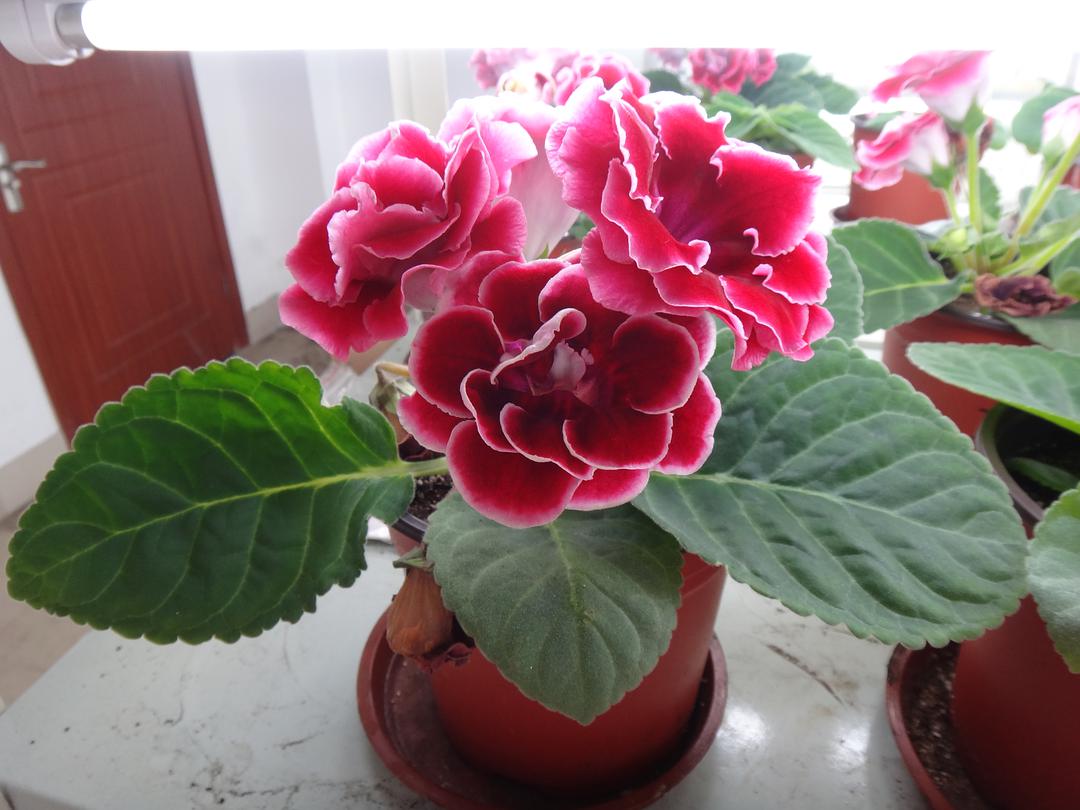 家里光照不足，建议养这10种“耐阴花”，有点散光就能长得很美