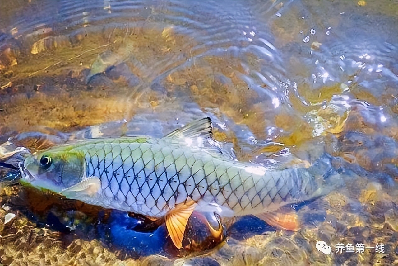 认识相似的刺鲃鱼：青波鱼和军鱼(光倒刺鲃)、青竹鱼(倒刺鲃)