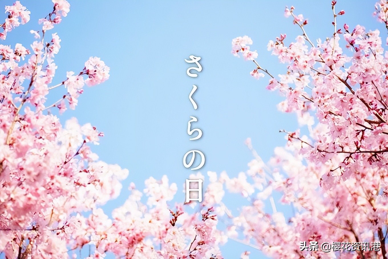 日本“樱花节”是什么？它的由来竟然是谐音梗？