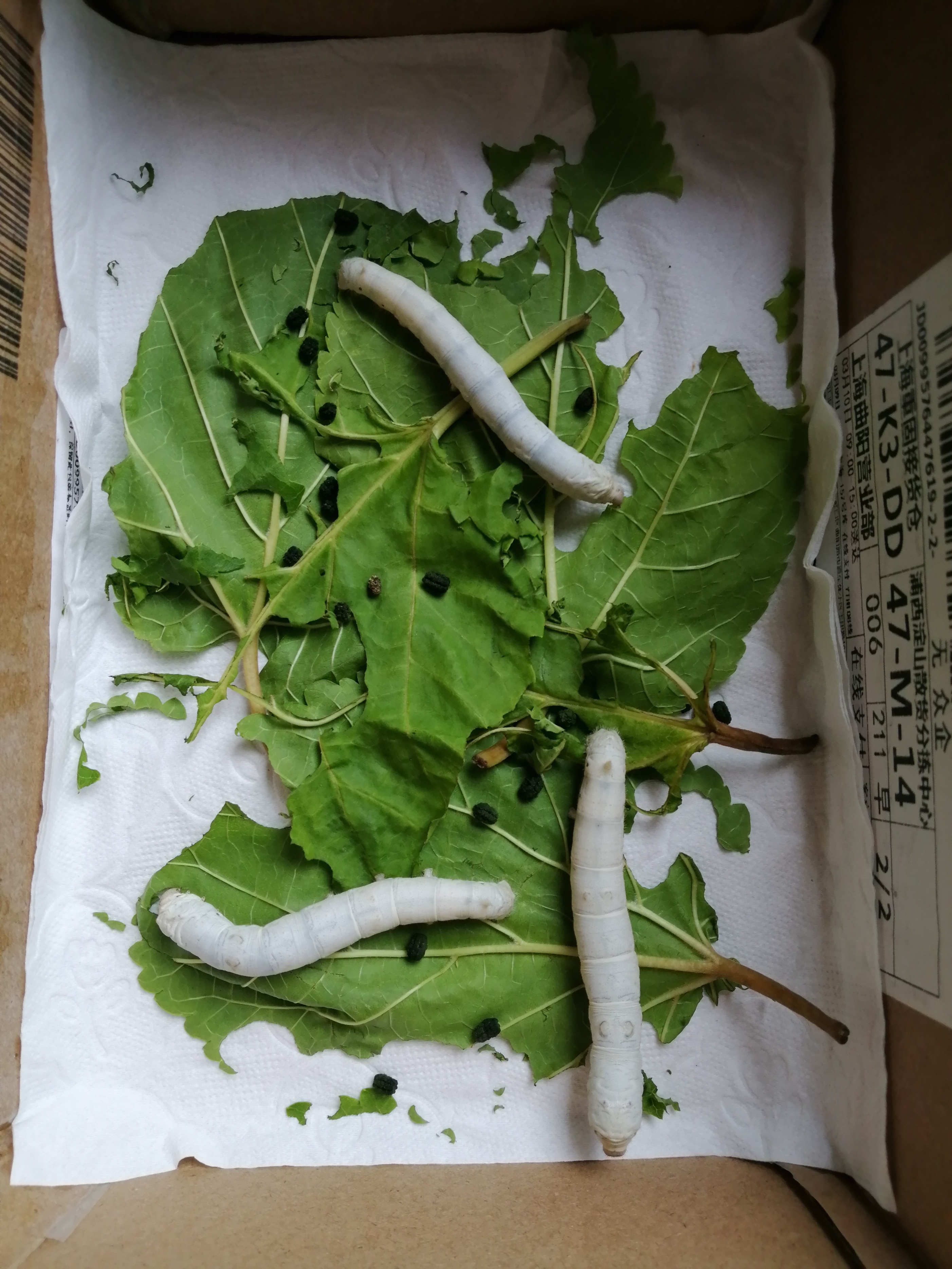 蚕的图片大全(蚕的图片大全大图简笔画)  第1张