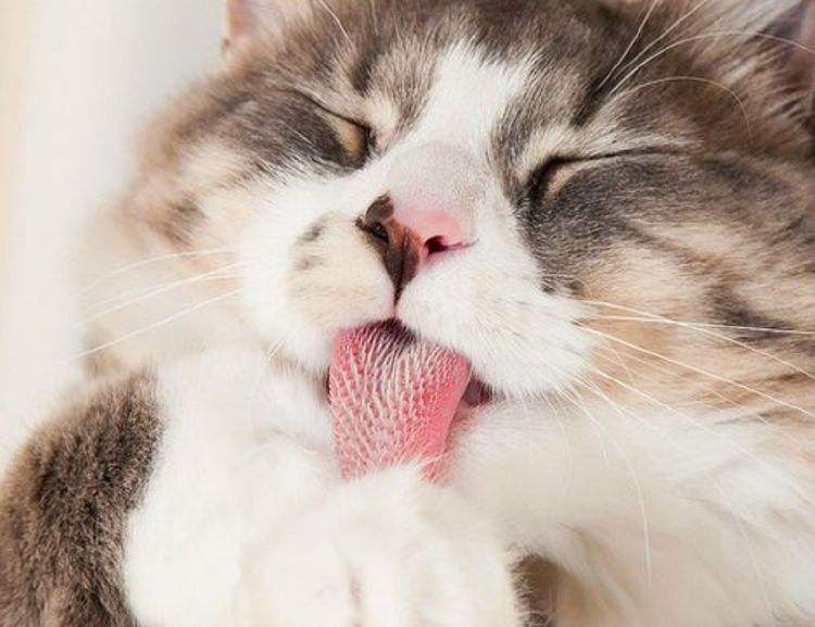 猫咪舌头上有倒刺?别小瞧这些刺,有你想不到的功能哦