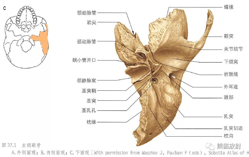 耳朵构造图解大全清晰（耳朵构造详细图）-第3张图片-科灵网